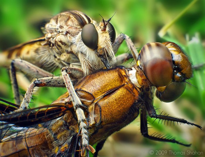 Macro photography by Thomas Shahan