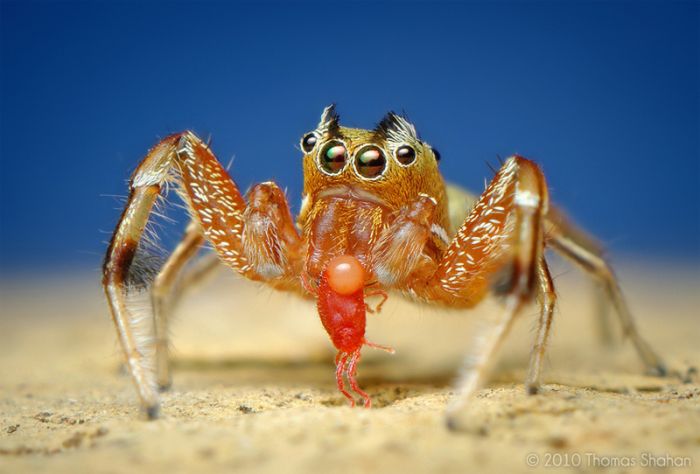 Macro photography by Thomas Shahan