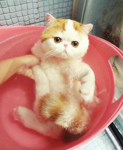 cute cat taking a bath