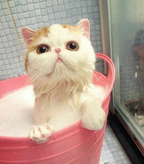 cute cat taking a bath