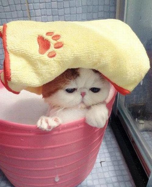 cute cat taking a bath