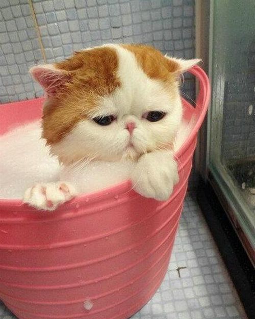 cute cat taking a bath