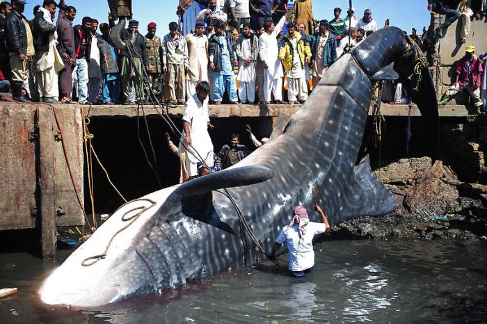 Giant whale shark catch, Pakistan