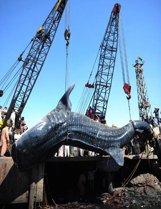Giant whale shark catch, Pakistan