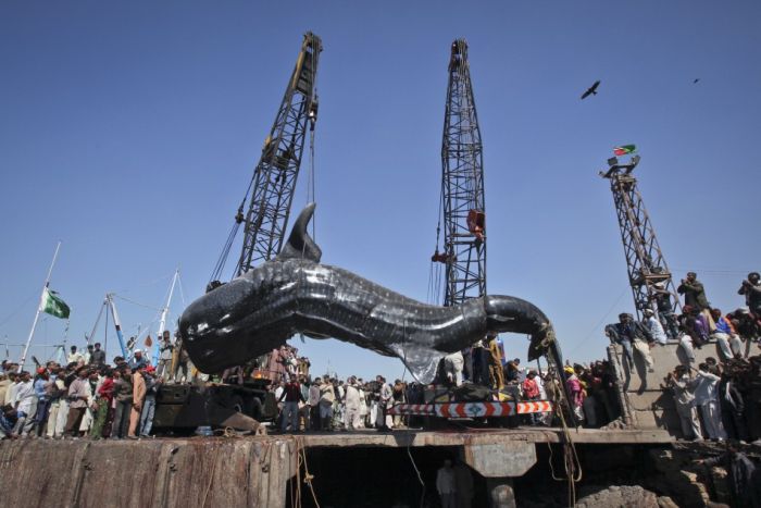 Giant whale shark catch, Pakistan