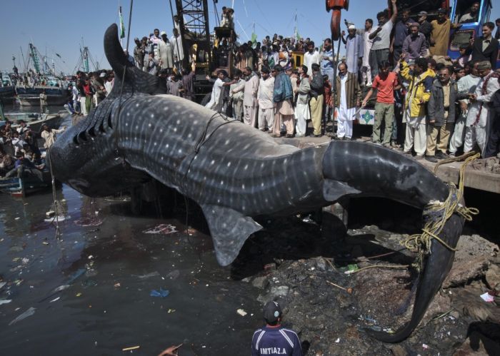 Giant whale shark catch, Pakistan