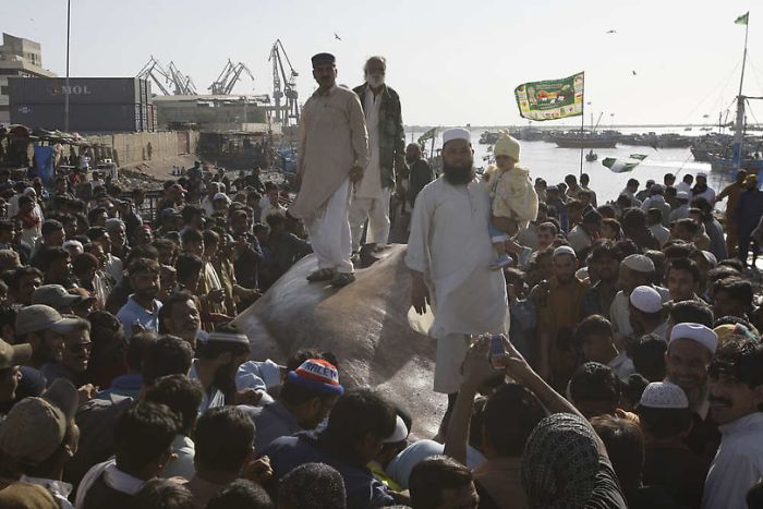 Giant whale shark catch, Pakistan