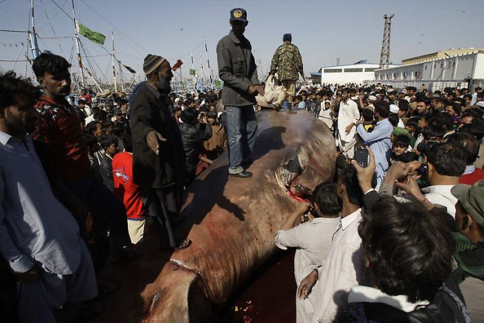 Giant whale shark catch, Pakistan