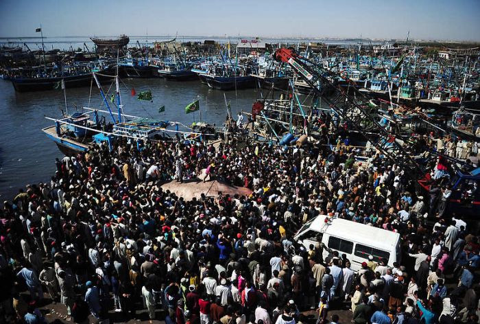 Giant whale shark catch, Pakistan