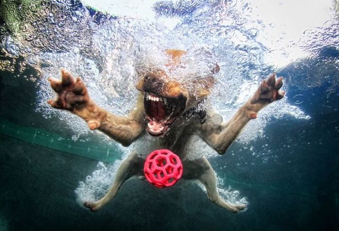 underwater dog