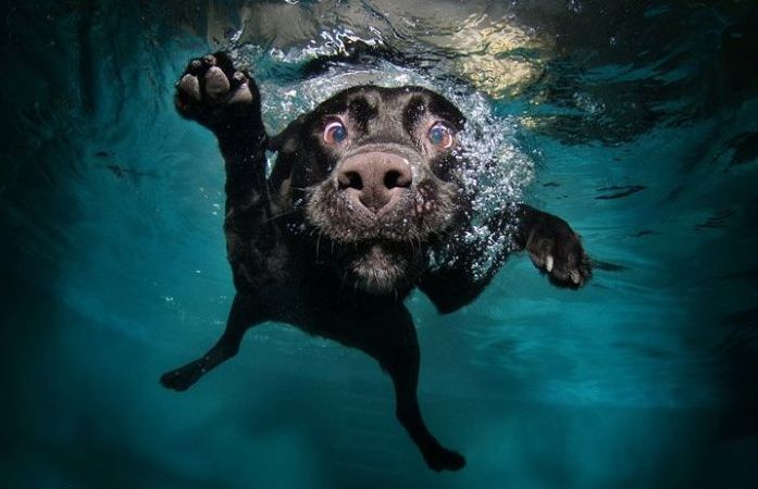 underwater dog