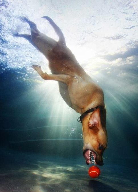 underwater dog