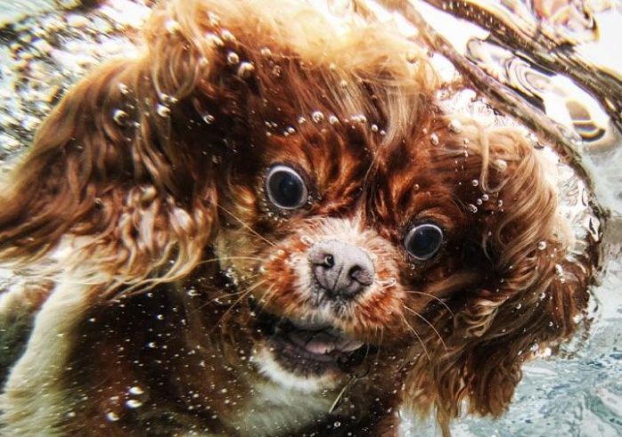 underwater dog