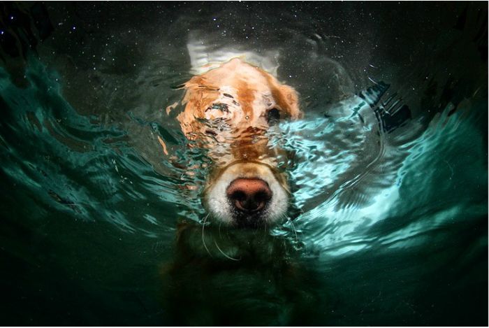 underwater dog