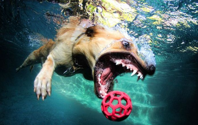 underwater dog