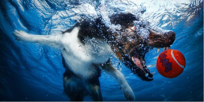 underwater dog