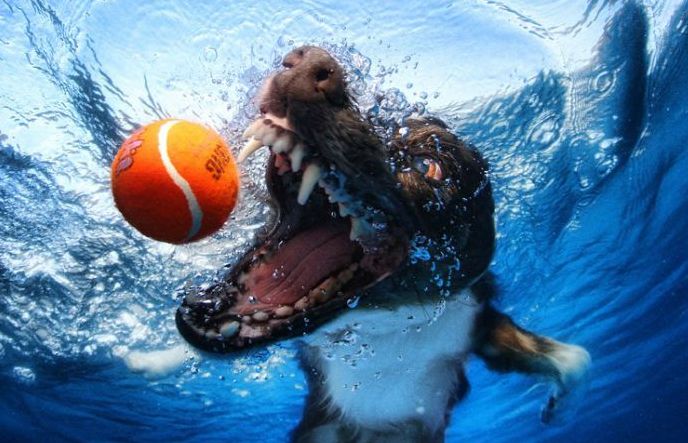 underwater dog