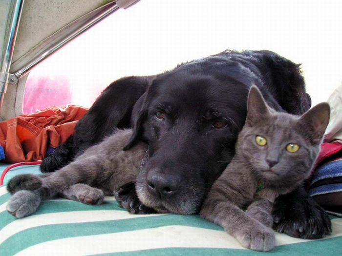 cat and dog