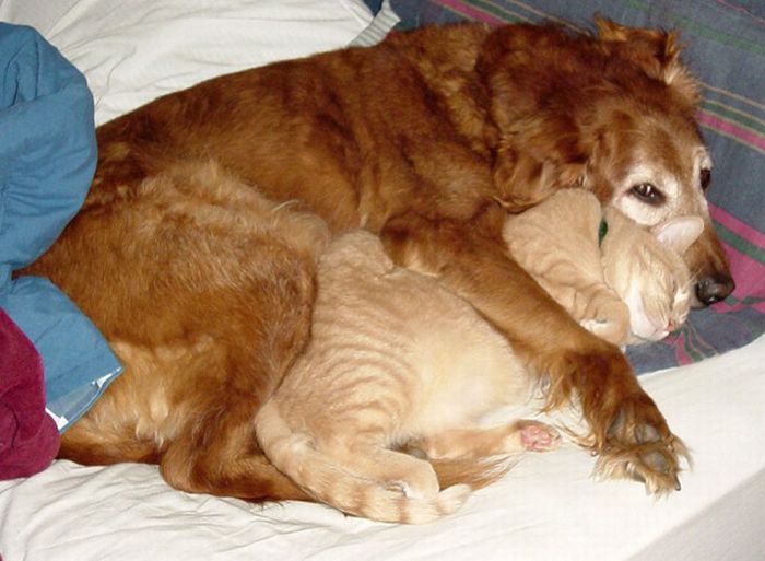 cat and dog