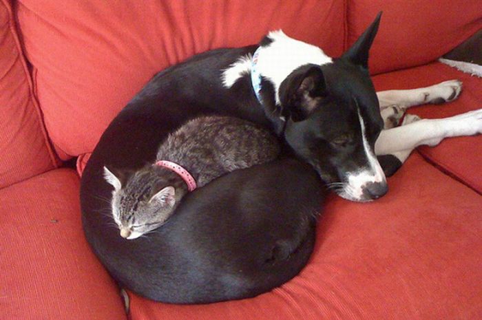 cat and dog