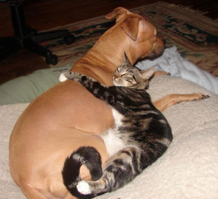 cat and dog