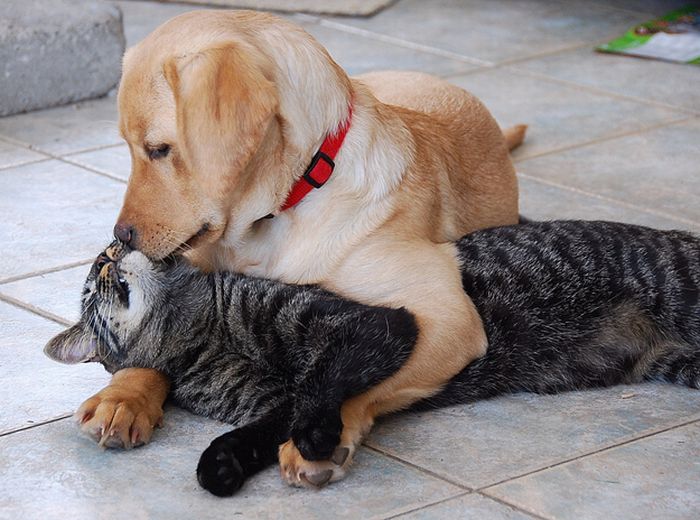 cat and dog