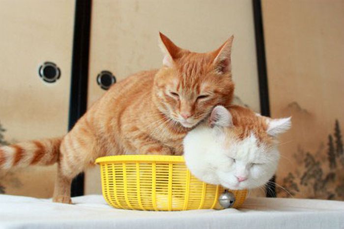 two kitties in a basket