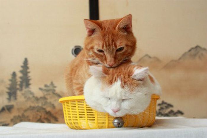 two kitties in a basket