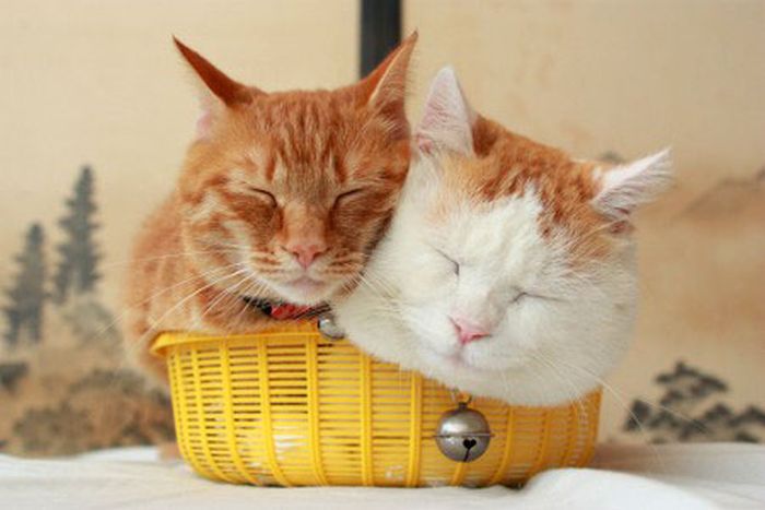 two kitties in a basket