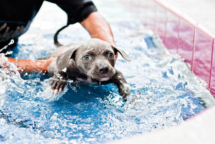 swimmer dog puppy disorder