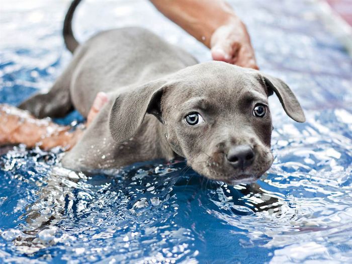 swimmer dog puppy disorder