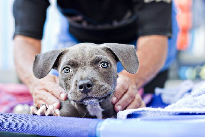 swimmer dog puppy disorder