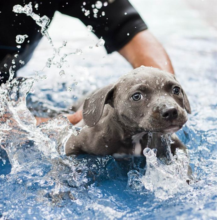 swimmer dog puppy disorder