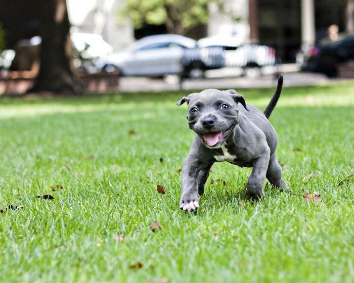 swimmer dog puppy disorder