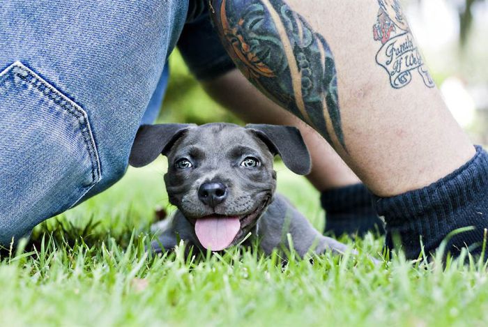 swimmer dog puppy disorder