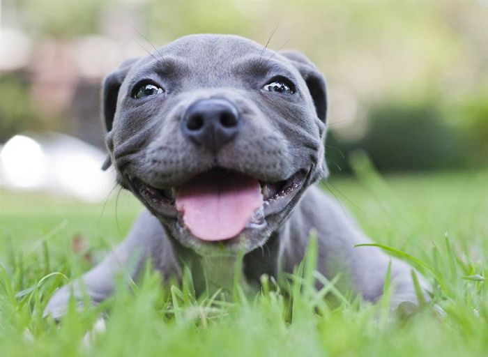 swimmer dog puppy disorder