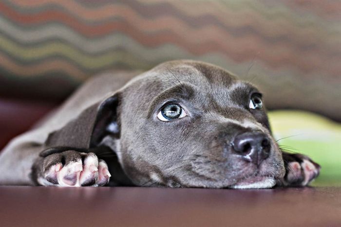 swimmer dog puppy disorder