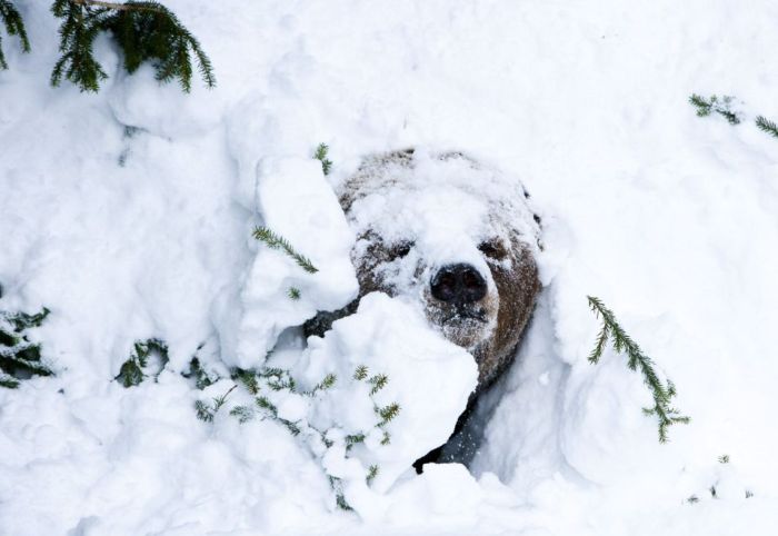 bear wakes up from the winter hibernation