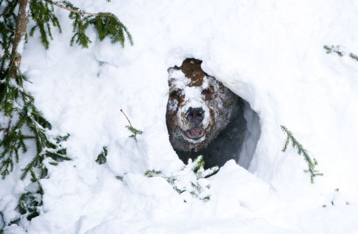 bear wakes up from the winter hibernation