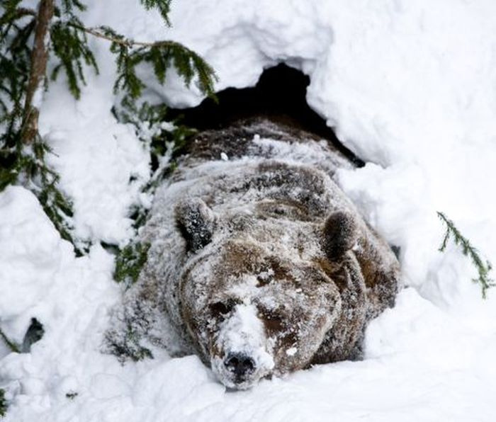 bear wakes up from the winter hibernation