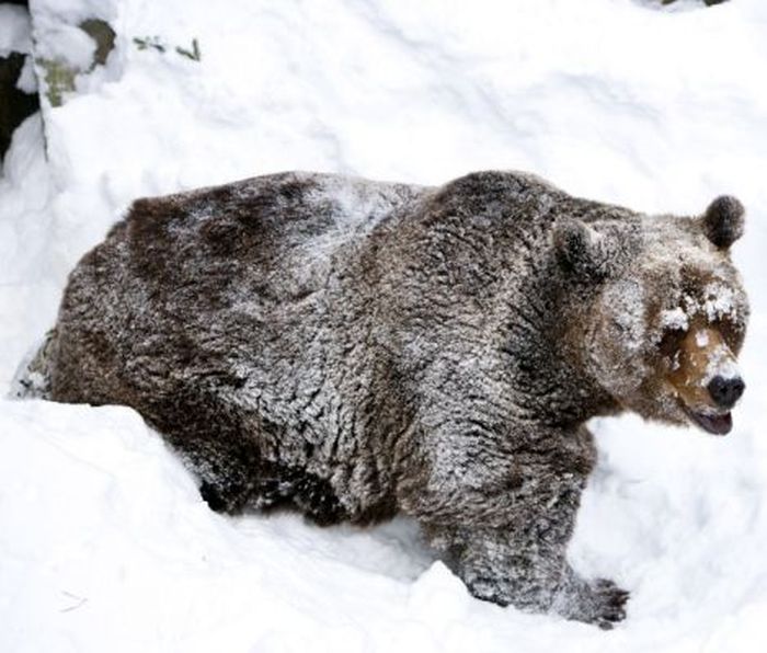 bear wakes up from the winter hibernation