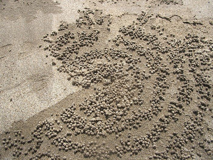 sand bubbler crabs build sand pellets