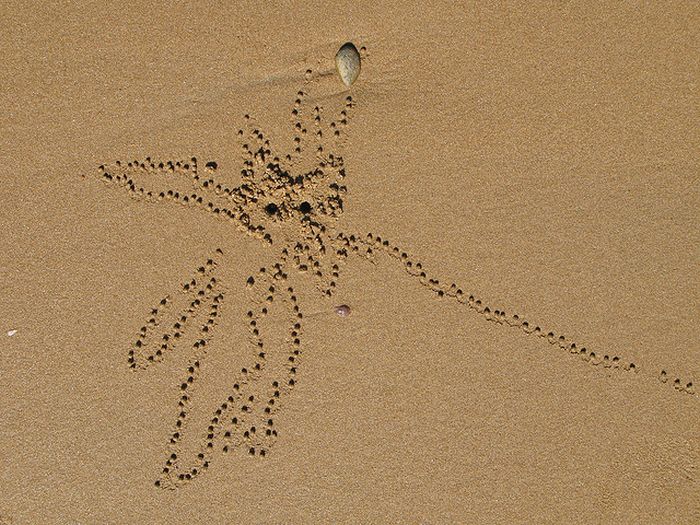 sand bubbler crabs build sand pellets