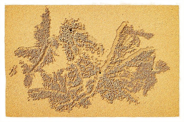 sand bubbler crabs build sand pellets