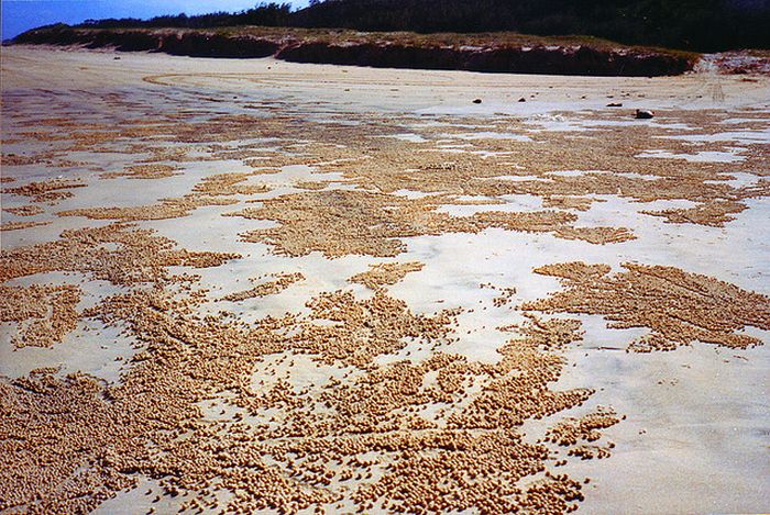 sand bubbler crabs build sand pellets