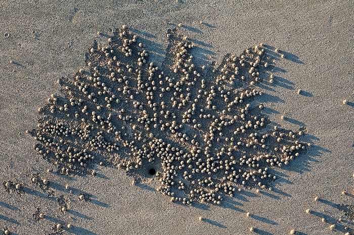 sand bubbler crabs build sand pellets