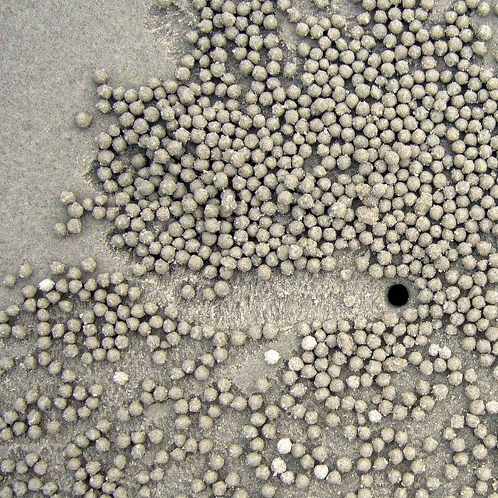 sand bubbler crabs build sand pellets