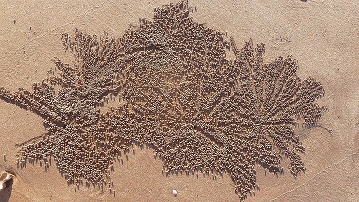 sand bubbler crabs build sand pellets