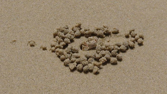 sand bubbler crabs build sand pellets