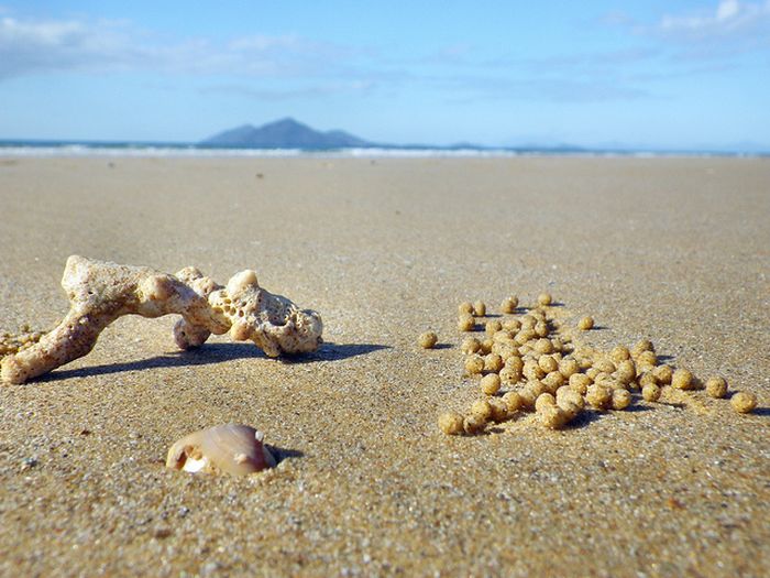 sand bubbler crabs build sand pellets